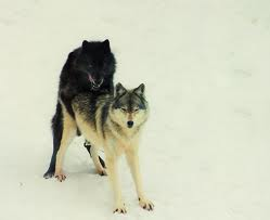 Wolf Sexing
